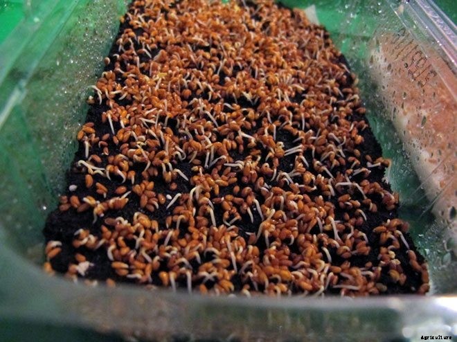 Is It Smart To Grow Microgreens Without Soil?