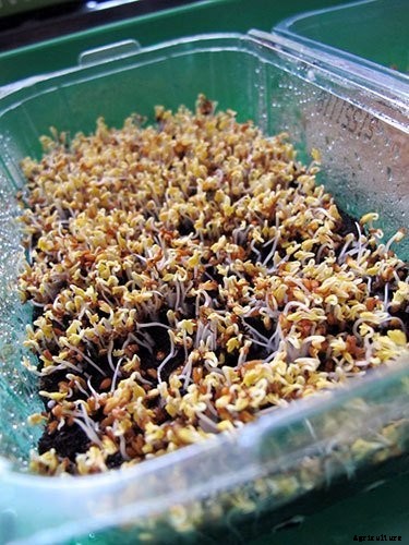 Is It Smart To Grow Microgreens Without Soil?