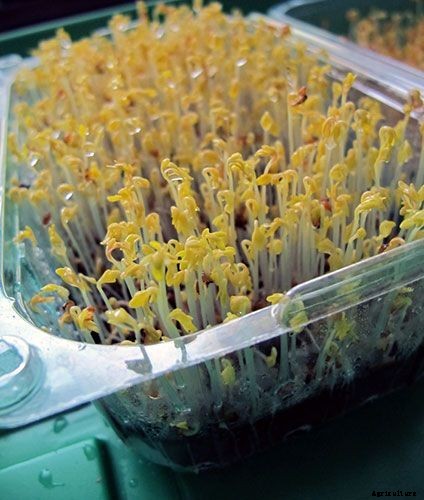 Is It Smart To Grow Microgreens Without Soil?