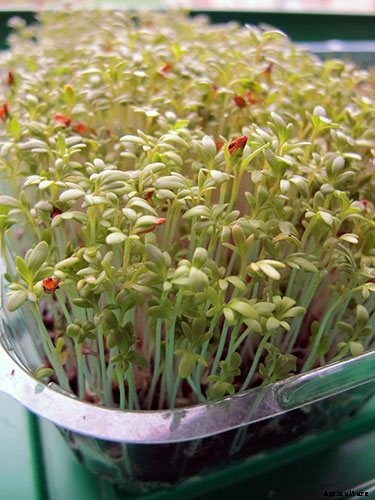 Is It Smart To Grow Microgreens Without Soil?