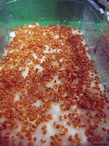 Is It Smart To Grow Microgreens Without Soil?