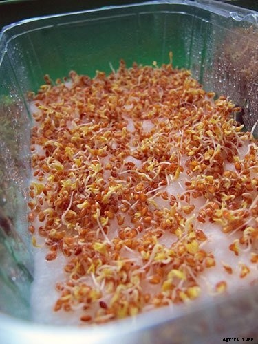 Is It Smart To Grow Microgreens Without Soil?