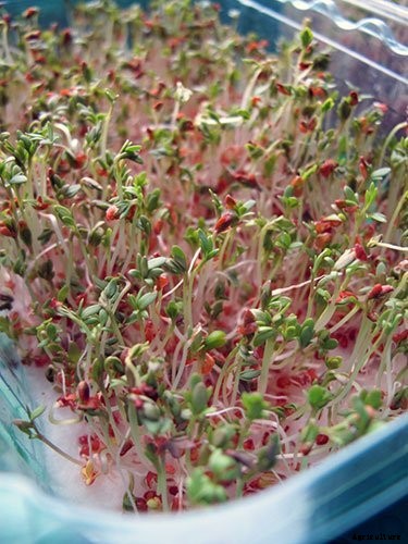 Is It Smart To Grow Microgreens Without Soil?