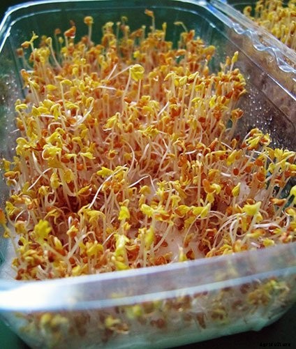 Is It Smart To Grow Microgreens Without Soil?
