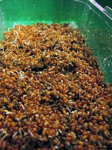 Is It Smart To Grow Microgreens Without Soil?