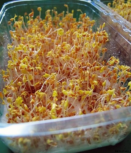 Is It Smart To Grow Microgreens Without Soil?