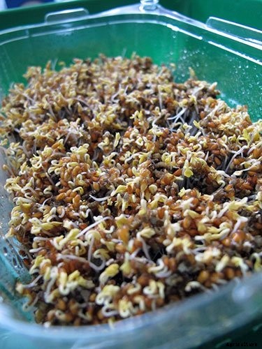 Is It Smart To Grow Microgreens Without Soil?