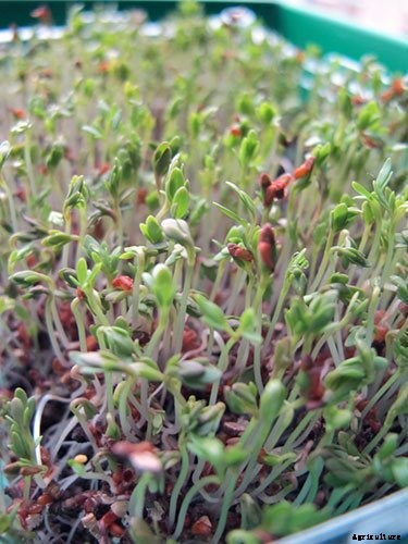 Is It Smart To Grow Microgreens Without Soil?
