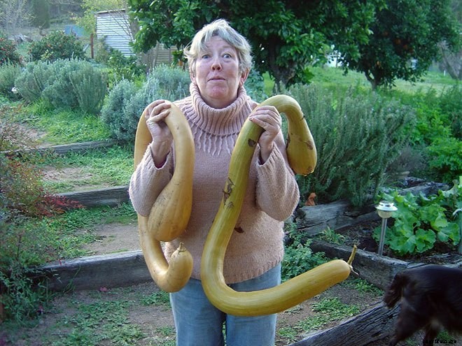These 11 Pictures of Giant Veggies Will Blow Your Mind