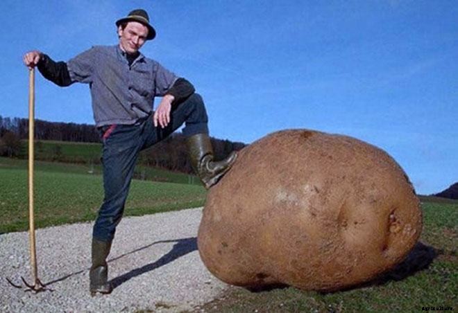 These 11 Pictures of Giant Veggies Will Blow Your Mind