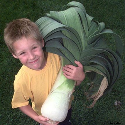 These 11 Pictures of Giant Veggies Will Blow Your Mind