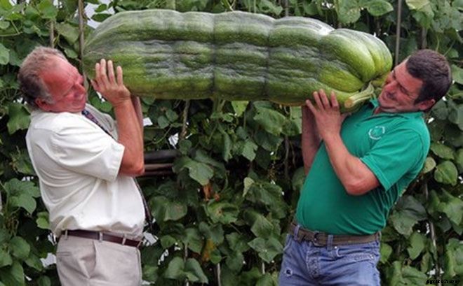 These 11 Pictures of Giant Veggies Will Blow Your Mind