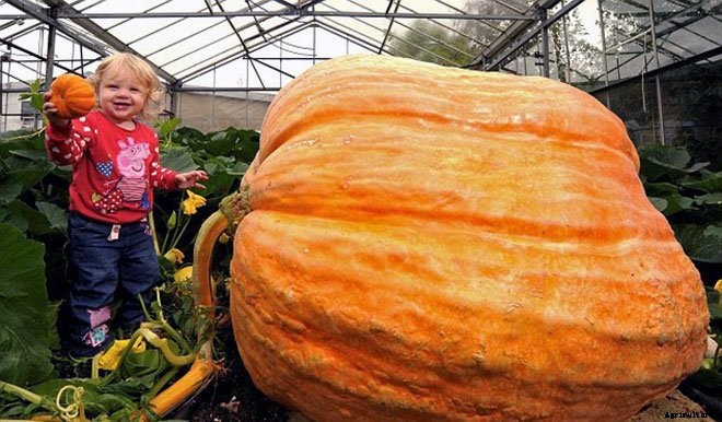 These 11 Pictures of Giant Veggies Will Blow Your Mind