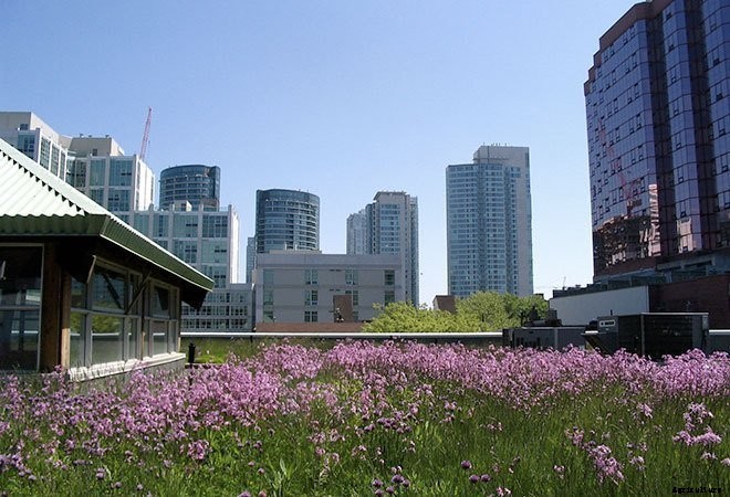 14+ Incredible Green Roof Pictures