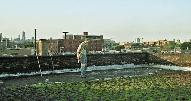 14+ Incredible Green Roof Pictures