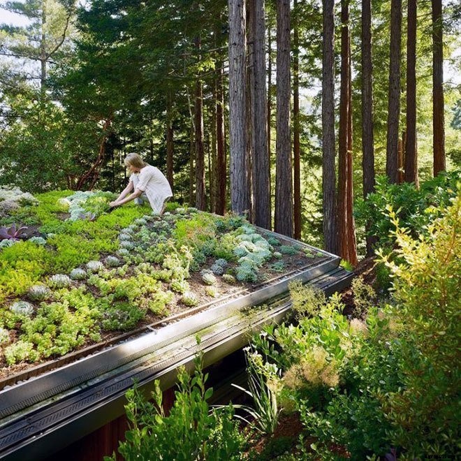 14+ Incredible Green Roof Pictures