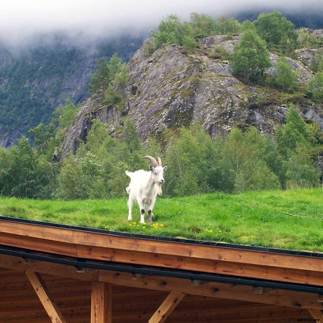 14+ Incredible Green Roof Pictures