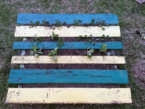 How to Build a DIY Pallet Garden for Thirty Bucks