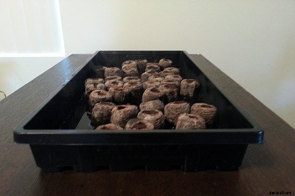 How to Start Seeds Indoors