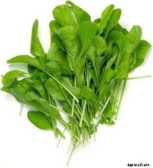 Building an Urban Farming Business: The Setup and Numbers