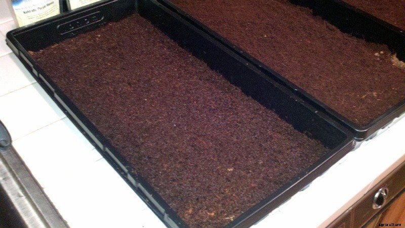 How to Plant Microgreen Seeds