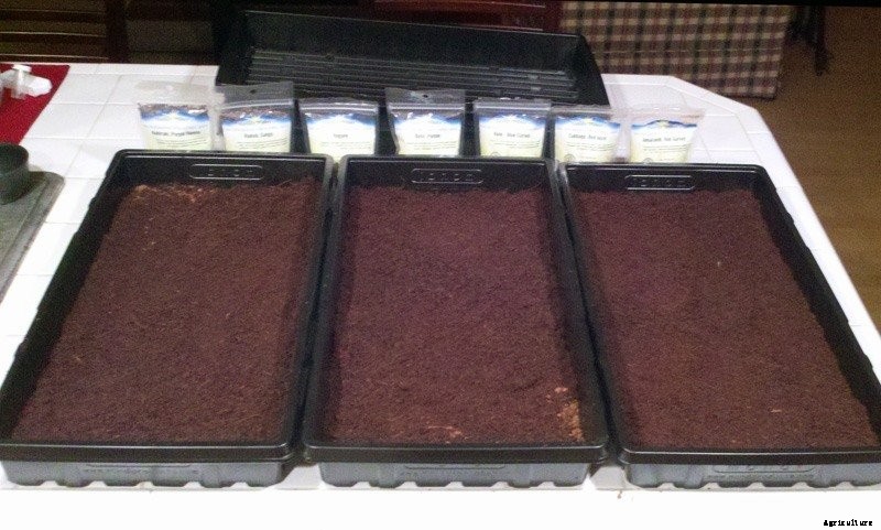 How to Plant Microgreen Seeds