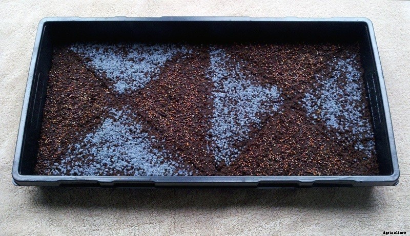 How to Plant Microgreen Seeds