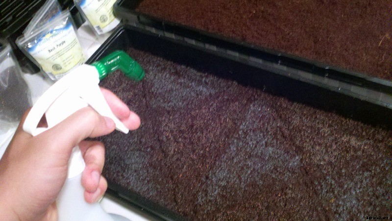 How to Plant Microgreen Seeds