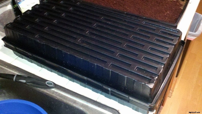 How to Plant Microgreen Seeds