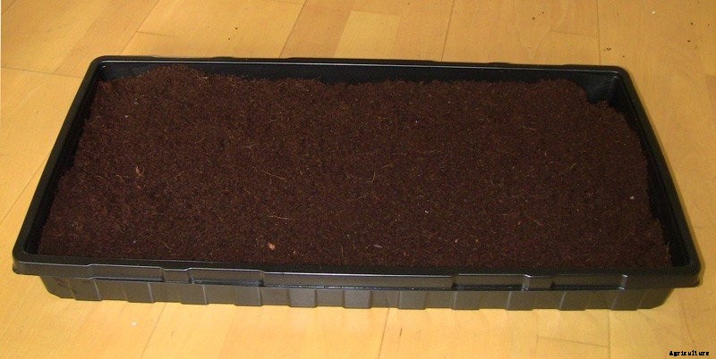 Microgreens Guide: Gathering the Materials