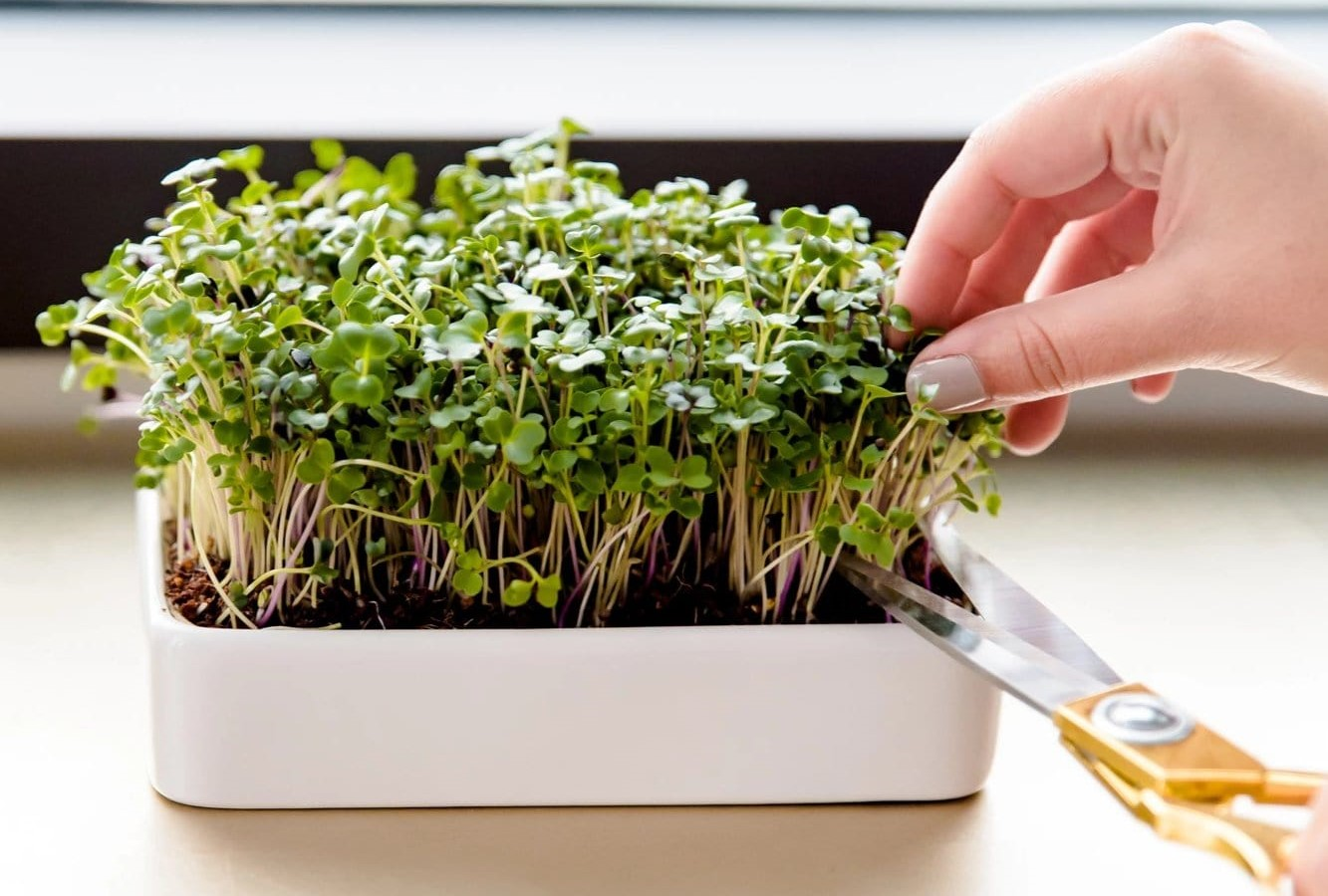 How to Get Started With Low-Light Plants