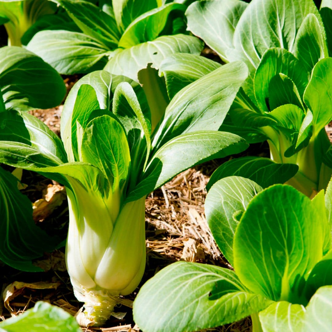 The Best Vegetables That Grow in Shade (and Small Outdoor Spaces)