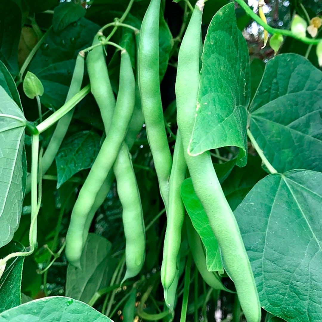 The Best Vegetables That Grow in Shade (and Small Outdoor Spaces)