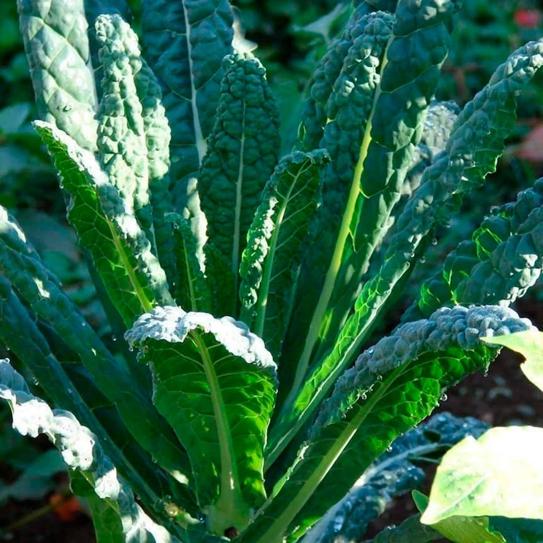 The Best Vegetables That Grow in Shade (and Small Outdoor Spaces)