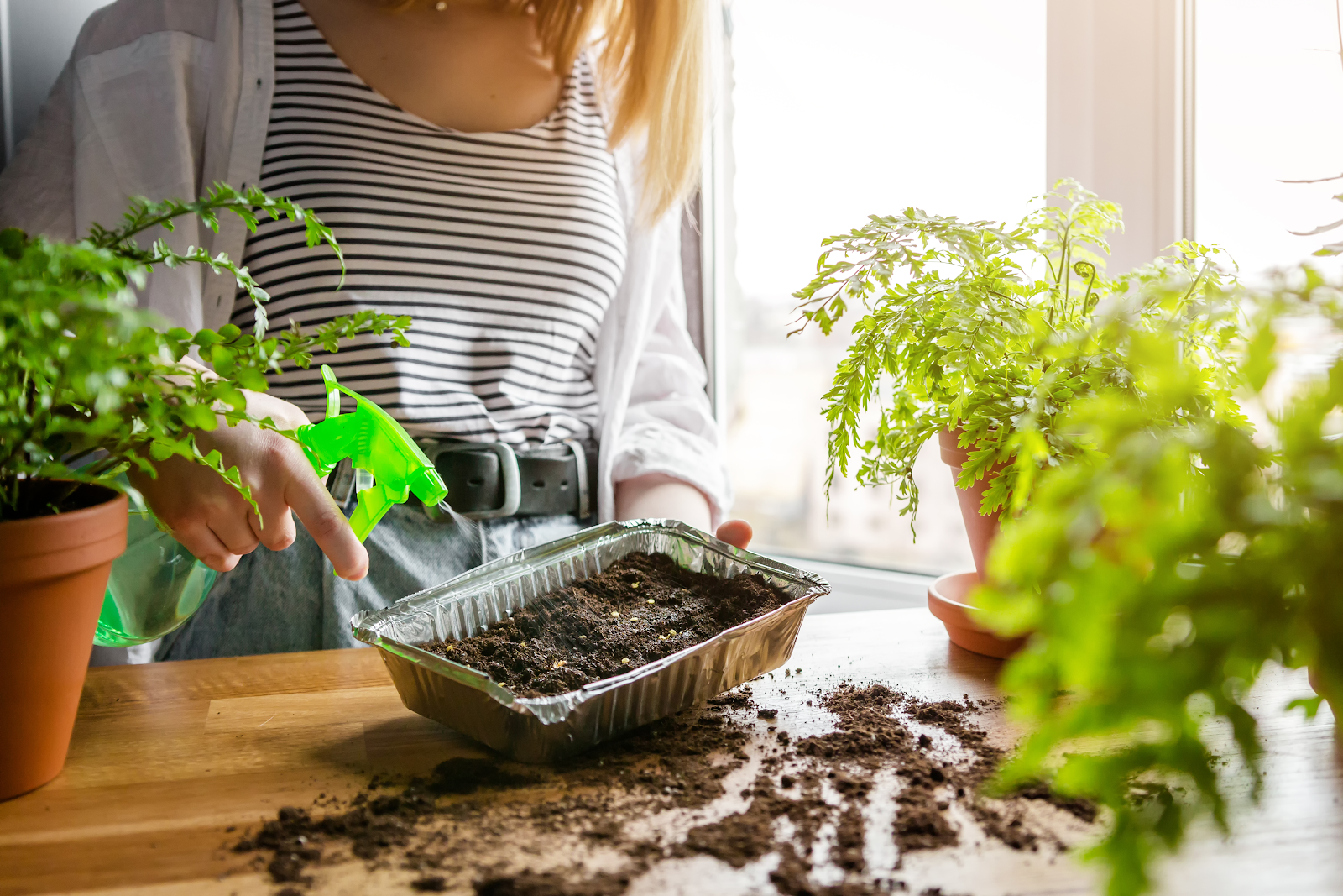 How to Choose Organic Vegetable Seeds (and 3 Ways to Nurture Them)