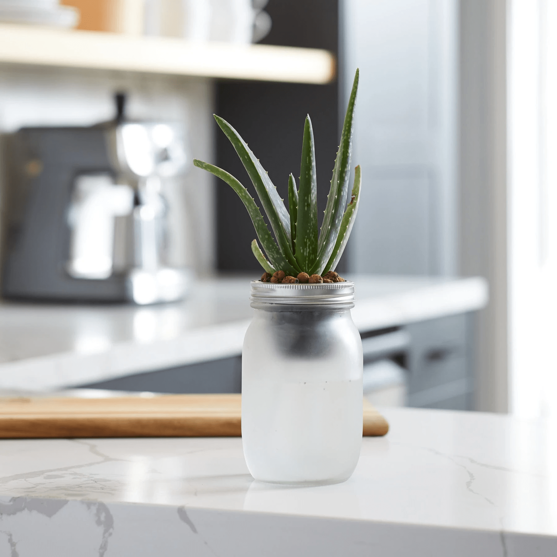 How To Take Care of Succulents From Sun Exposure To Potting Soil