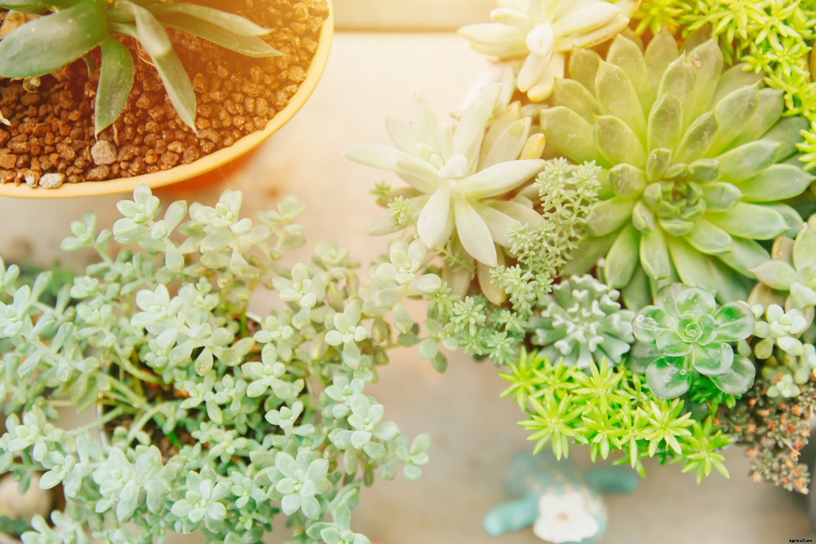 How To Take Care of Succulents From Sun Exposure To Potting Soil