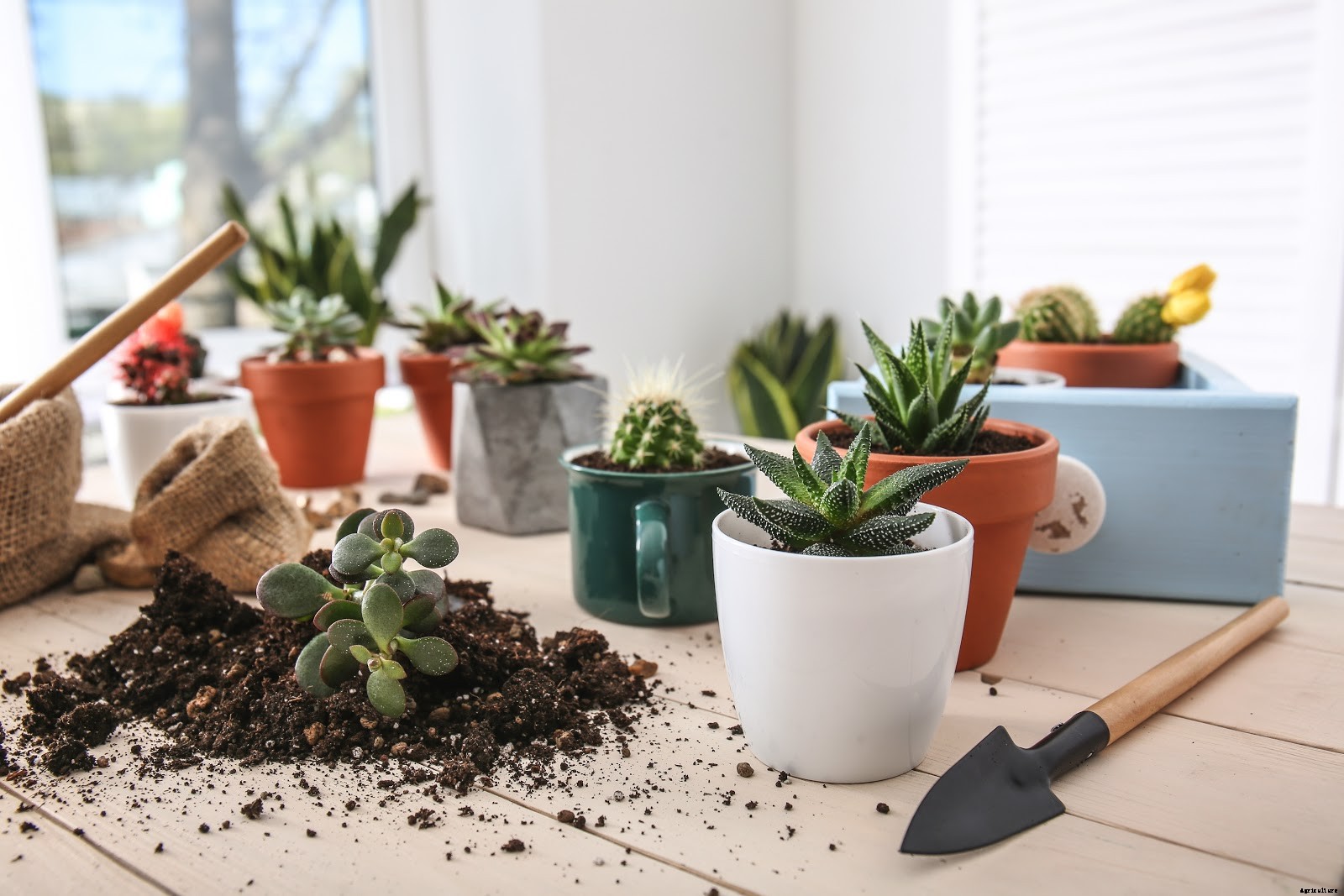 How To Take Care of Succulents From Sun Exposure To Potting Soil