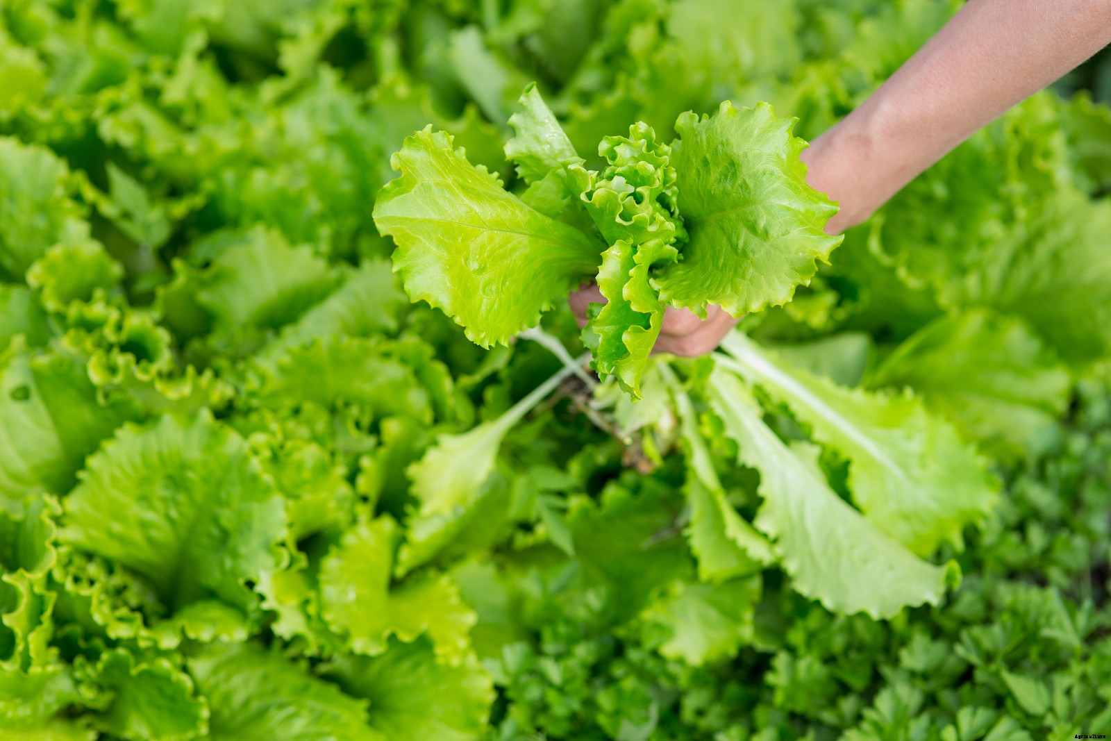 How To Grow Lettuce: Learn the Basics of Growing Leafy Greens