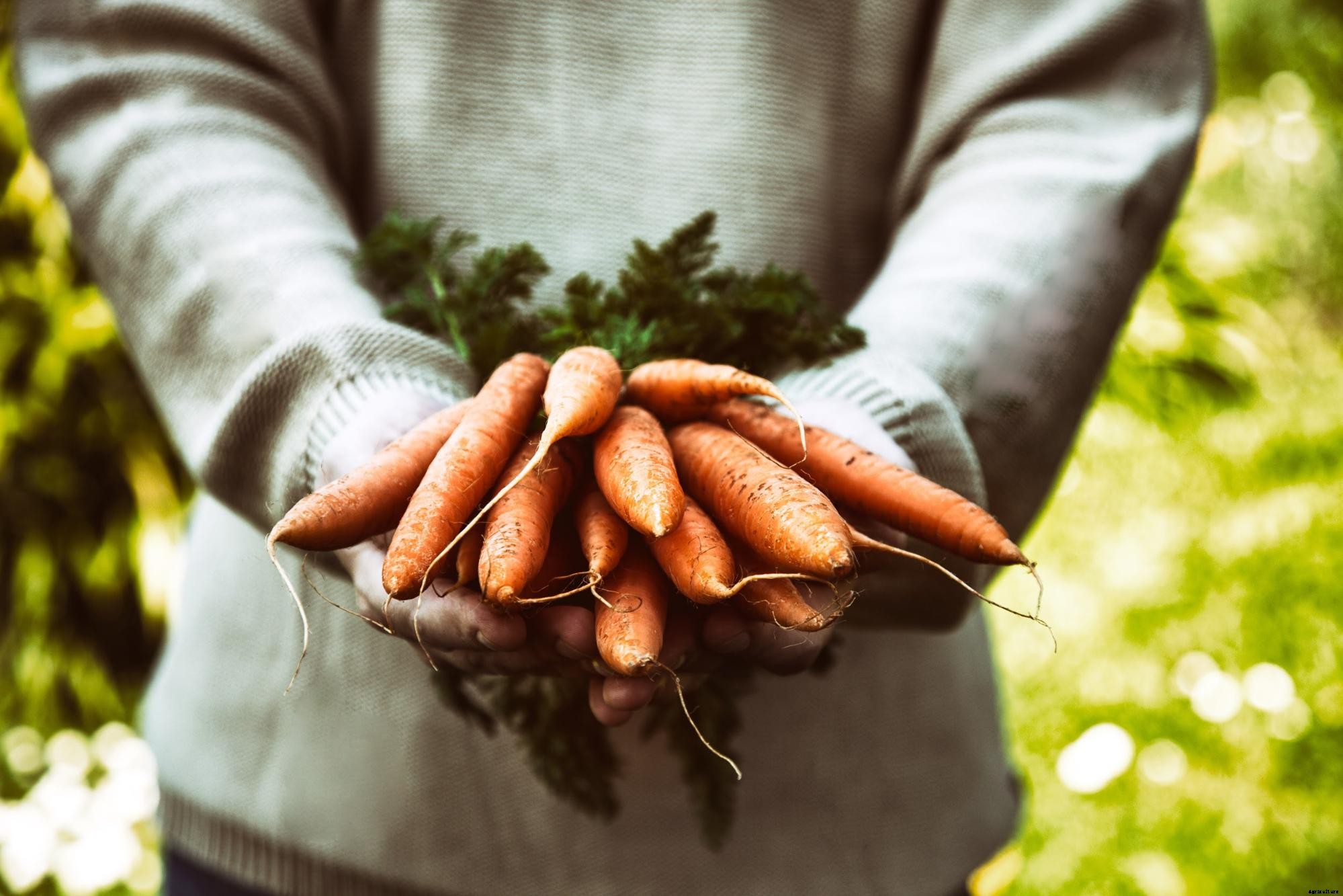 6 Reasons to Plant Carrot Seeds This Spring