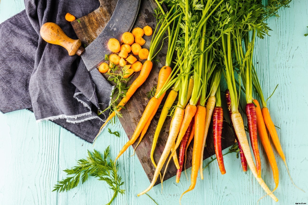6 Reasons to Plant Carrot Seeds This Spring