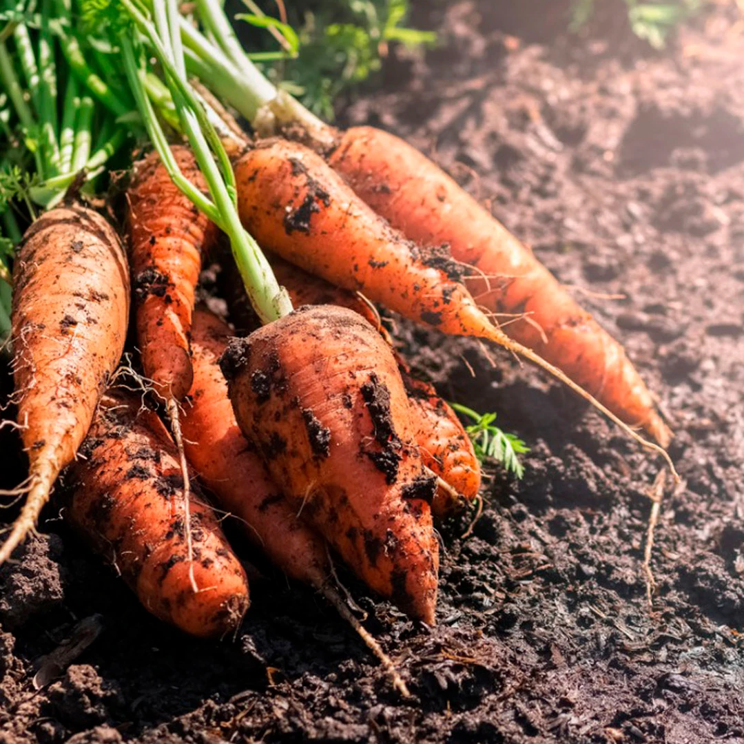 6 Reasons to Plant Carrot Seeds This Spring