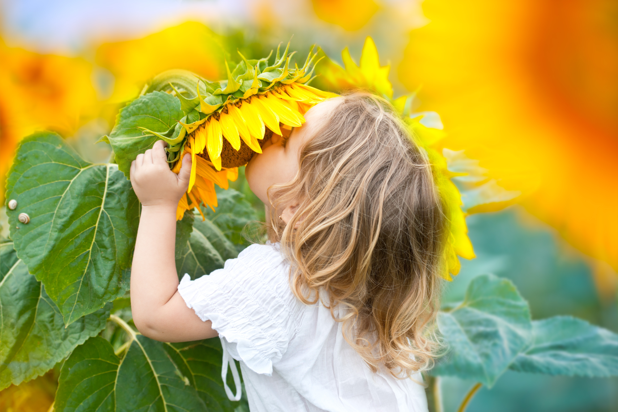 How To Grow Sunflowers: A Simple Guide to This Garden Favorite