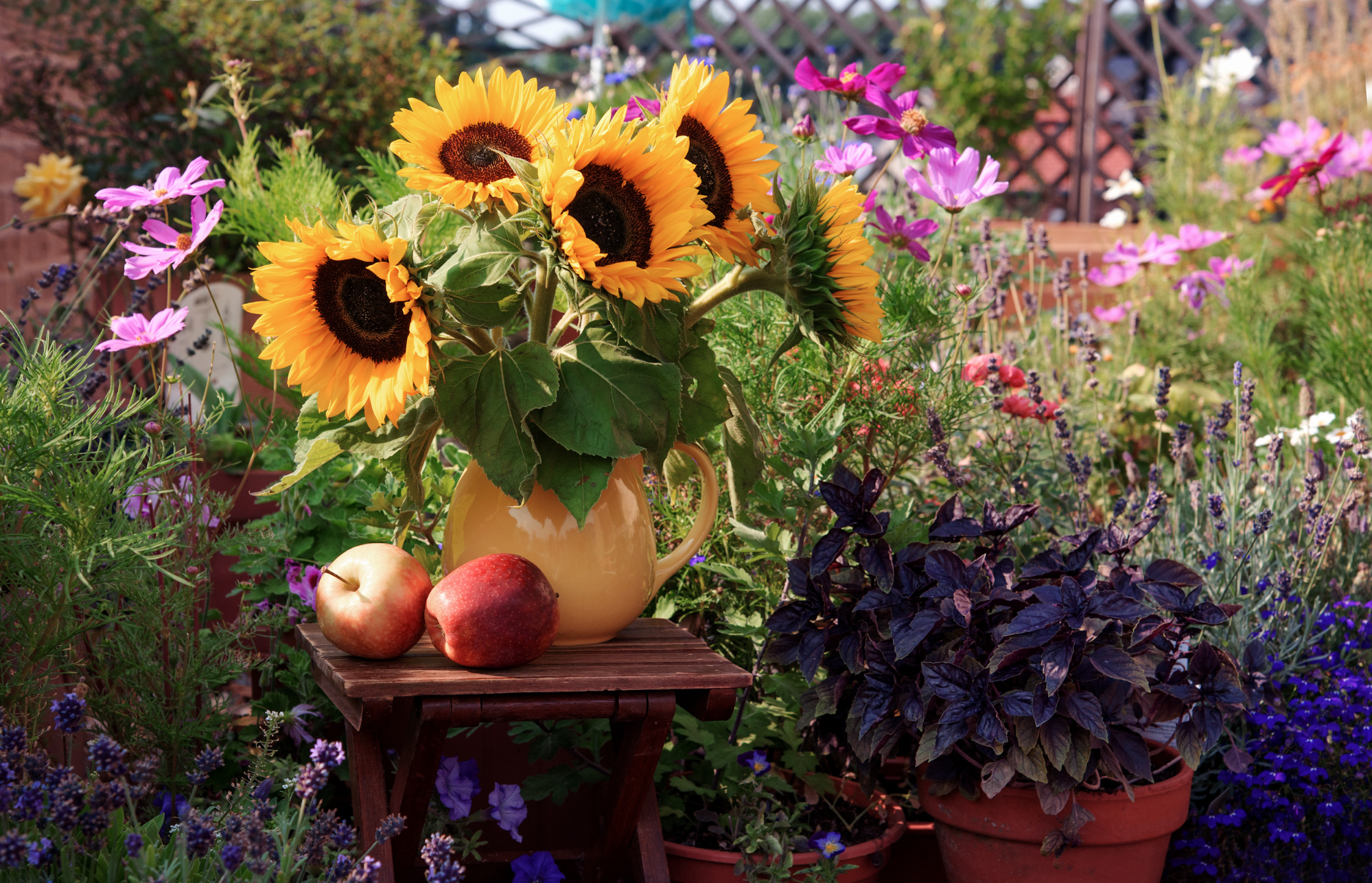 How To Grow Sunflowers: A Simple Guide to This Garden Favorite
