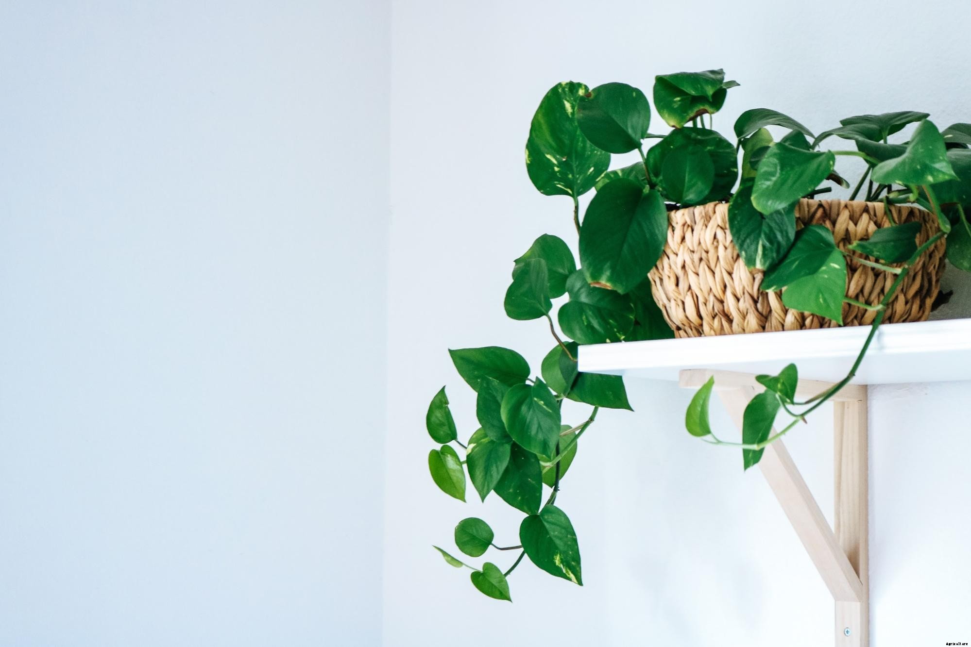 Pothos Plant Care: How To Grow This Classic Houseplant