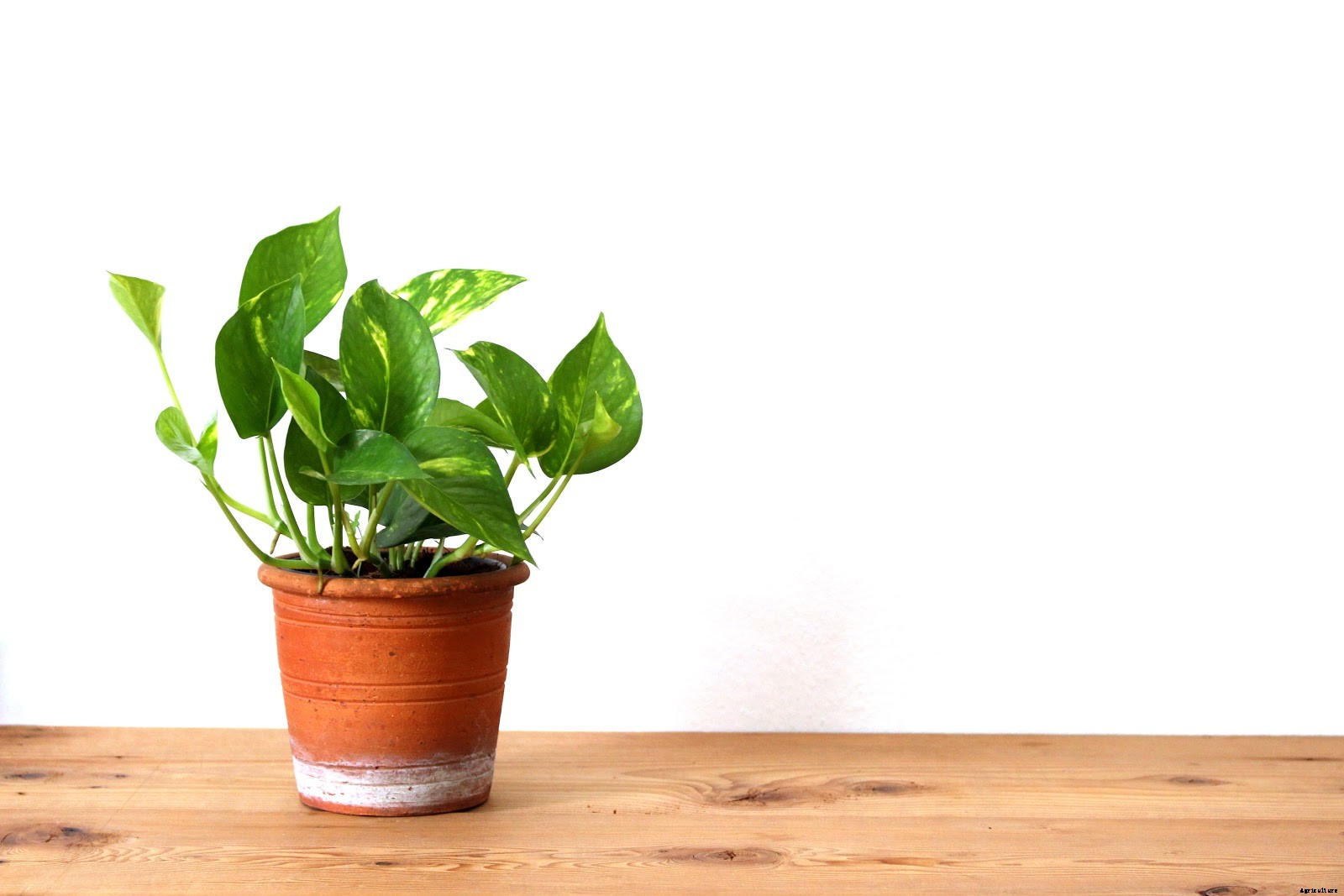 Pothos Plant Care: How To Grow This Classic Houseplant