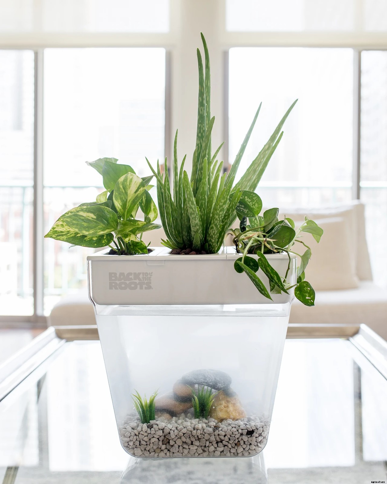 Pothos Plant Care: How To Grow This Classic Houseplant