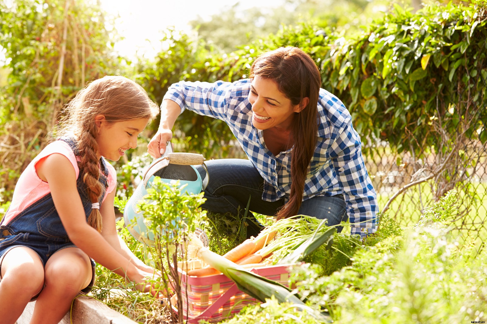 Organic Fertilizer: Why It’s Essential for a Healthy Garden