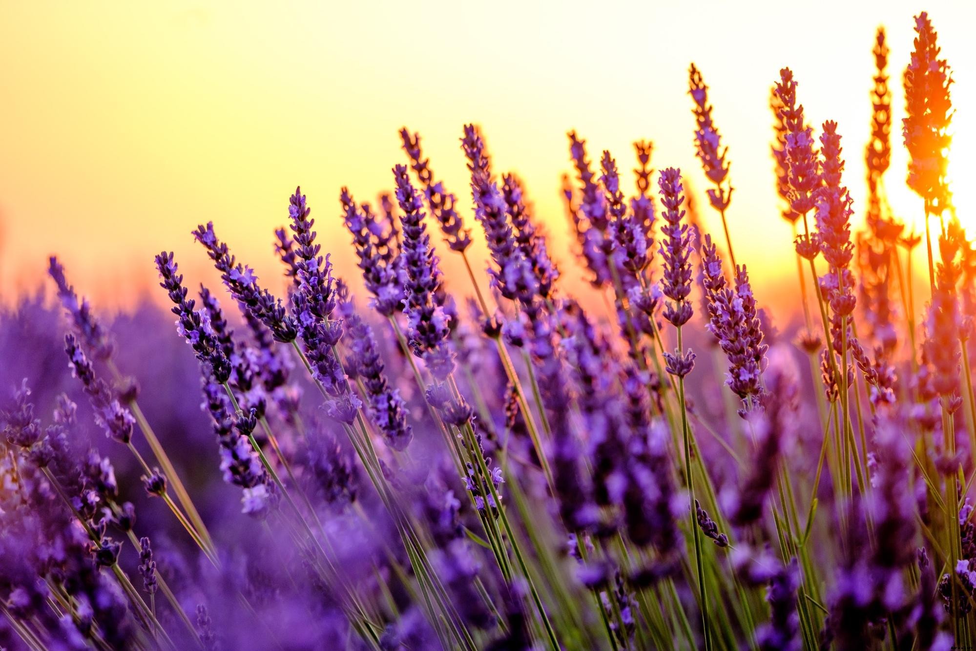 How To Grow Lavender Plants In Your Home Garden