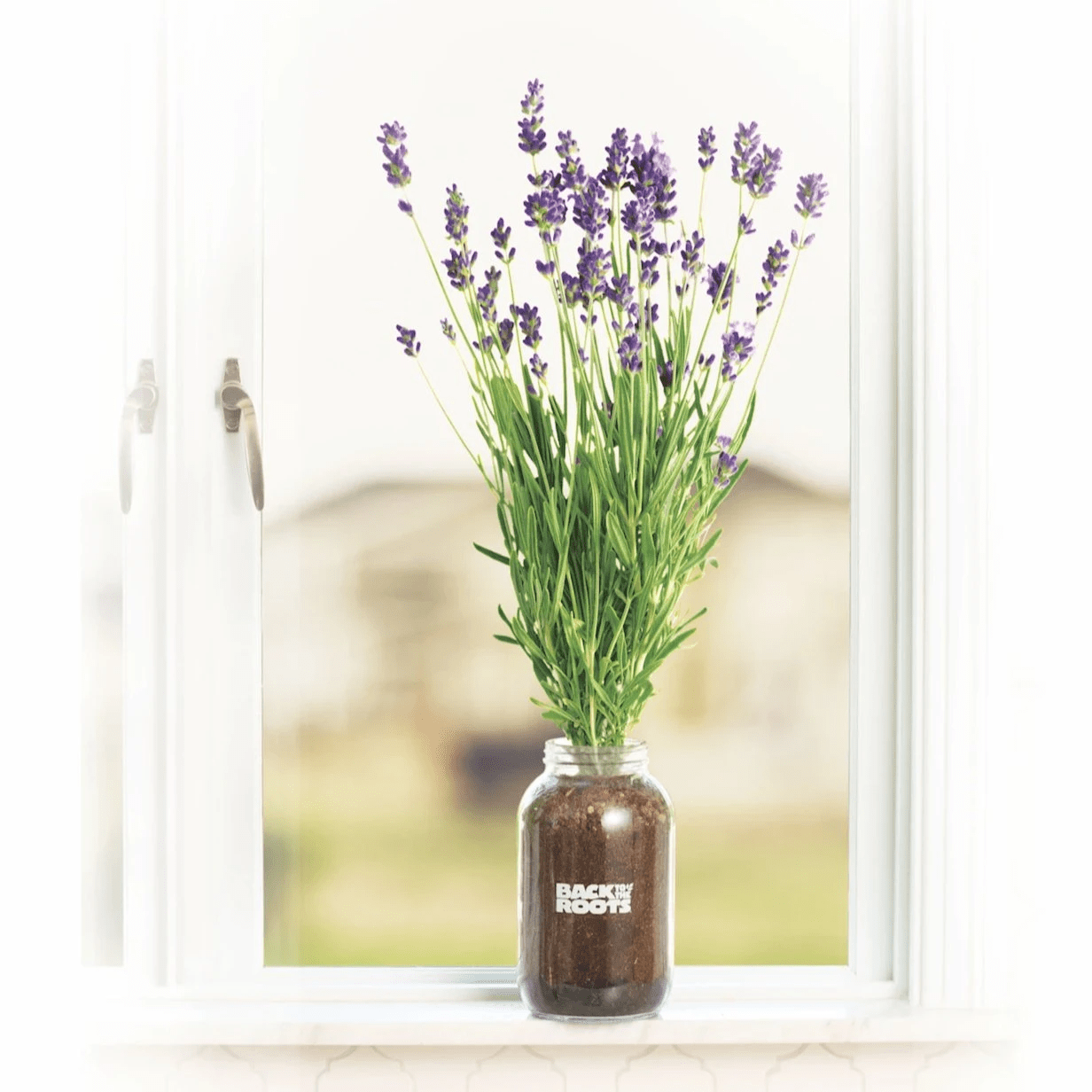 How To Grow Lavender Plants In Your Home Garden